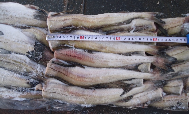 Giá cá minh thái H&G của Nga tăng nhanh nhờ nhu cầu cao từ Trung Quốc 