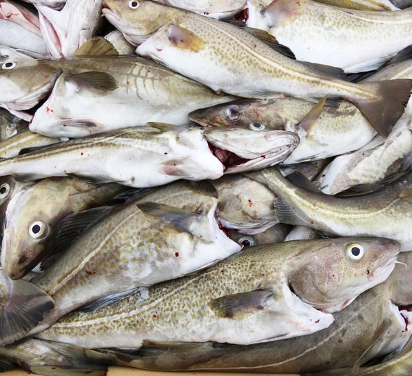 Giá cá tuyết cod H&G của Na Uy giảm nhẹ 