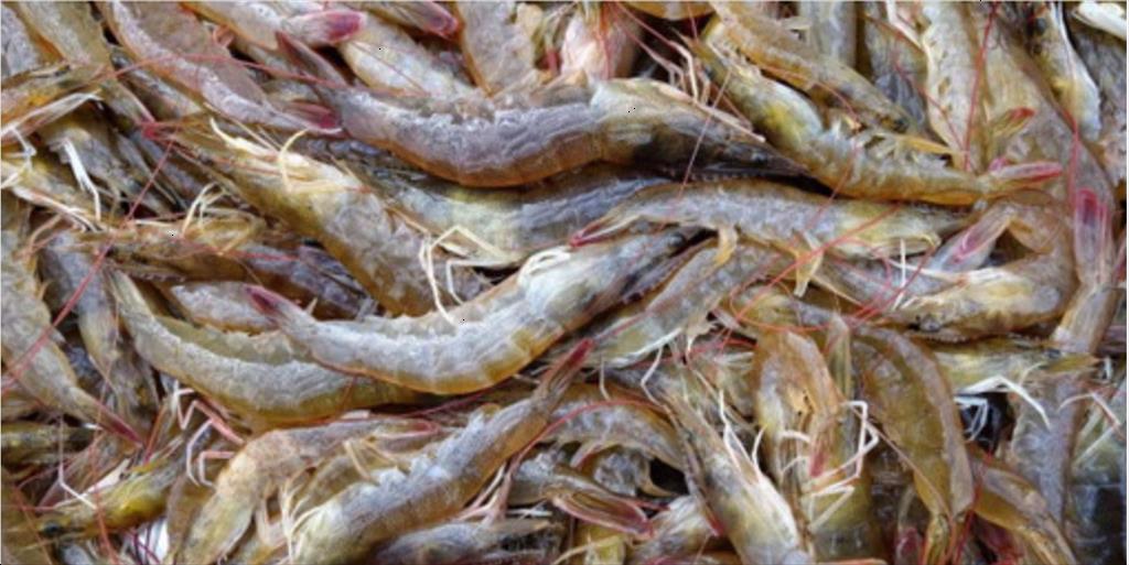 Sản lượng tôm của Ecuador có thể đạt 2 triệu tấn vào năm 2025 