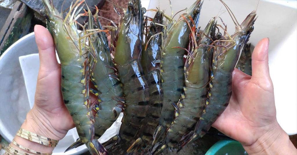 Tổng cục trưởng Tổng cục Thủy sản: 5h sáng nông dân nuôi tôm đã xôn xao giá cả trên Zalo