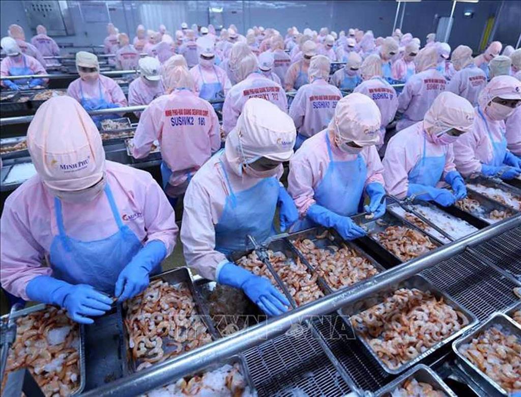 Vietnam shrimp exports to the US and China decreased  in July 