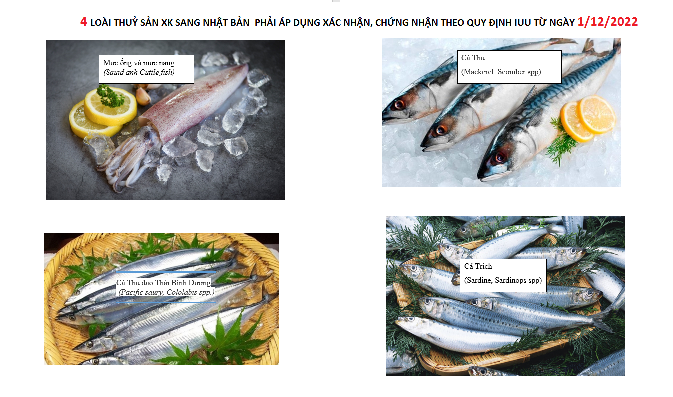 Tháng 9, doanh nghiệp hải sản thêm nỗi lo về IUU