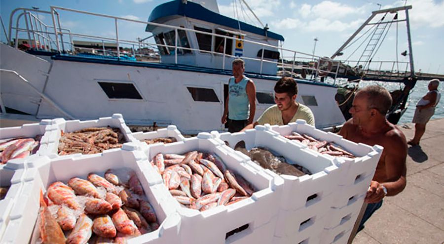 Bước tiến mới trong chống khai thác IUU: hướng dẫn tự nguyện của FAO về chuyển tải