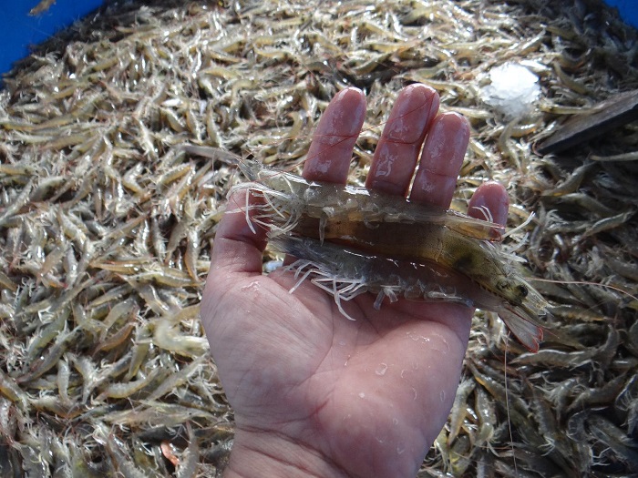 Ấn Độ: Sản lượng tôm chân trắng dự kiến giảm năm 2022 