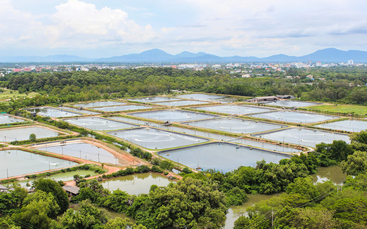 Giá tôm nguyên liệu tại một số nước cung cấp (tuần 33 - 36/2022) 