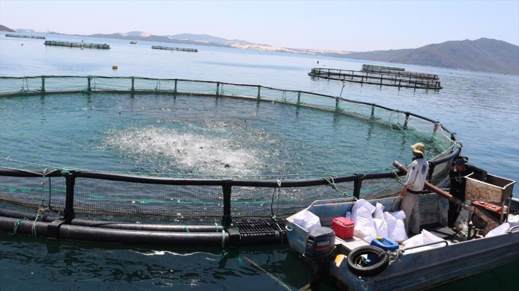 Đưa công nghệ nuôi biển hiện đại, ưu việt tới ngư dân