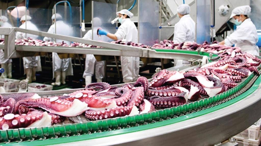 Vietnam squid and octopus exports increased by 36% in the first 8 months of 2022