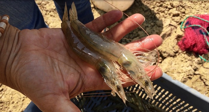 Ấn Độ mở rộng diện tích nuôi tôm ra nước ngoài 