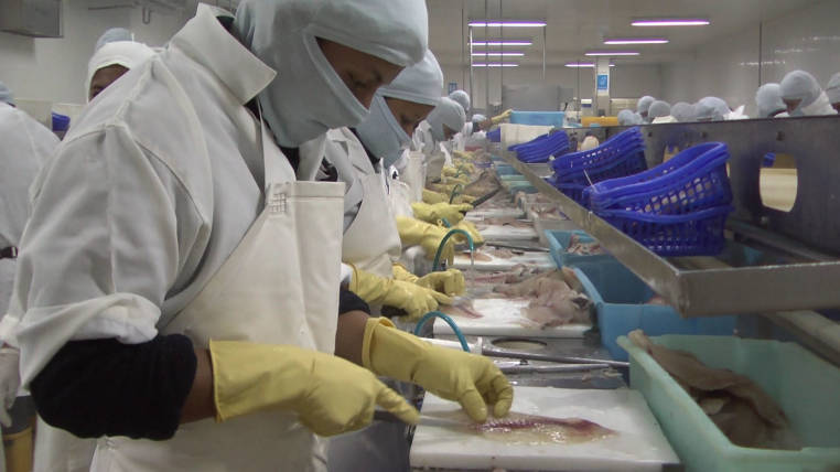 Xuất khẩu tôm Ecuador sang các thị trường chính chững trong tháng 8/2022 