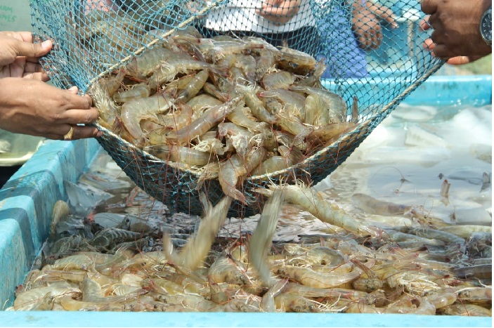 Giá tôm nguyên liệu tại một số nước cung cấp (tuần 34 - 38/2022) 