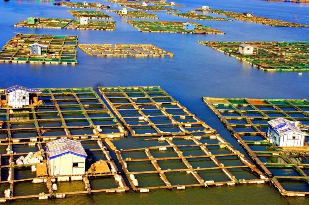 Dự án nuôi trồng thủy sản của Trung Quốc mang lại tác động lớn
