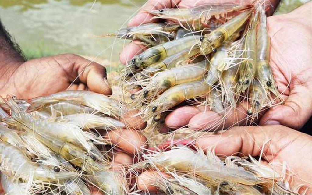 Ấn Độ muốn đa dạng hóa thủy sản hơn nhưng trọng tâm vẫn là tôm thẻ chân trắng 