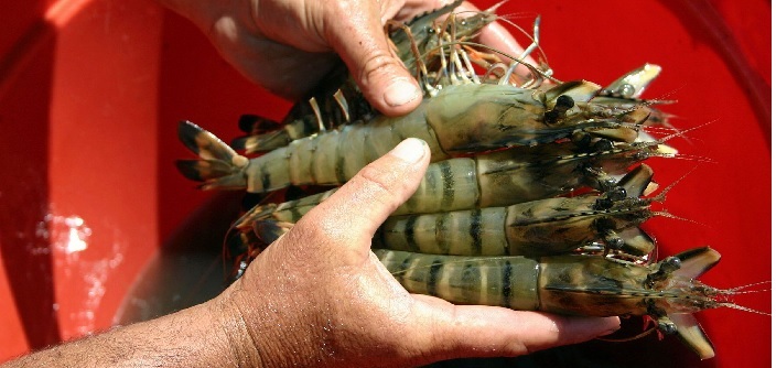 Ấn Độ tập trung đẩy mạnh sản xuất tôm sú