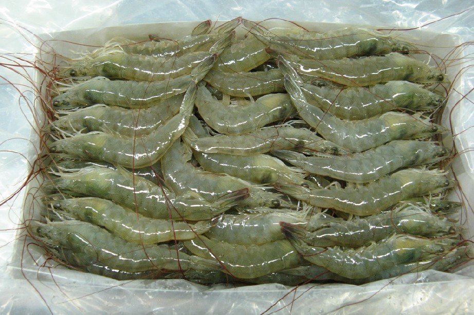 Ấn Độ tăng xuất khẩu tôm nguyên con sang Trung Quốc 