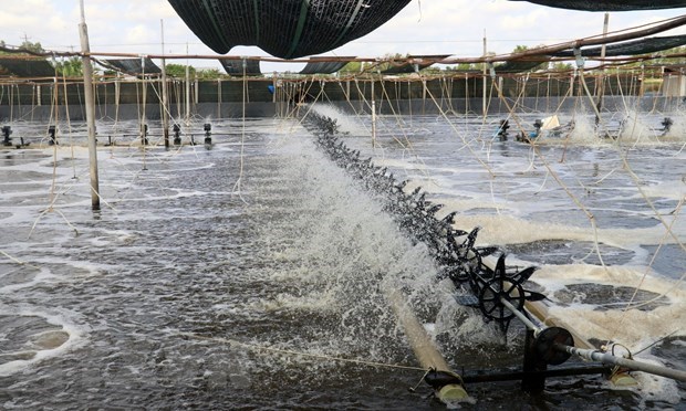 Bà Rịa-Vũng Tàu: Tăng năng suất nuôi thủy sản nhờ công nghệ cao