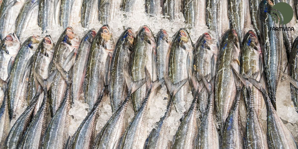 ICES khuyến nghị cắt giảm 38% hạn ngạch khai thác cá trích vào năm 2023