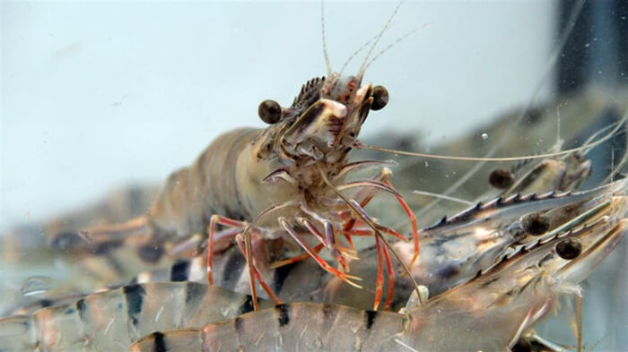 Liệu sản xuất tôm sú có tăng trưởng mạnh trở lại?