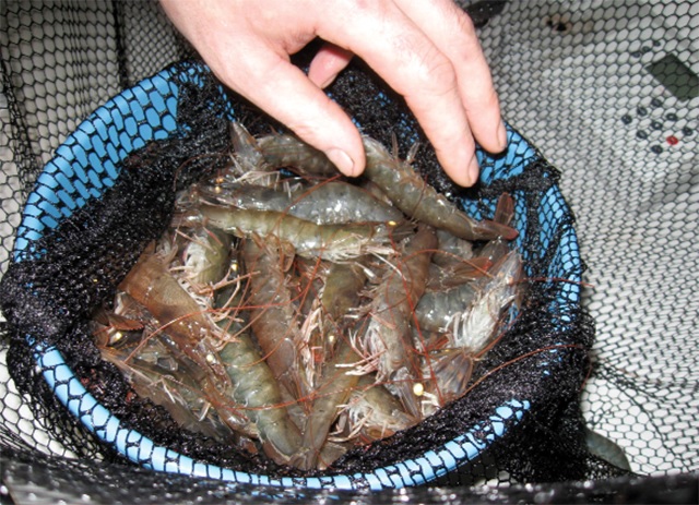 Trung Quốc sản xuất thành công 2 giống tôm chân trắng mới