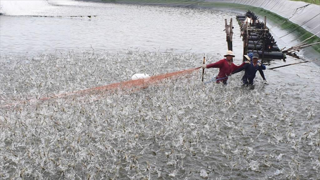 Đưa thuỷ sản Việt Nam lên tốp đầu thế giới: thấy gì từ trường hợp của ngành tôm?