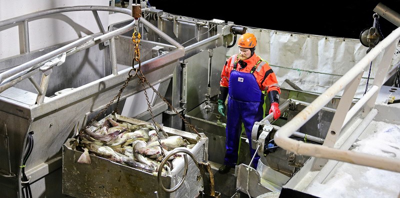 Giá cá thịt trắng Na Uy giảm trong tuần cuối tháng 9/2022 