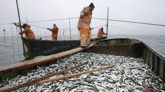 Sản lượng khai thác cá của Nga tính tới tháng 9/2022 giảm 4%  