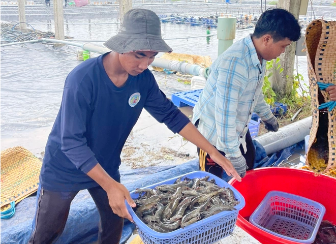 Tôm thẻ kích cỡ lớn tiếp tục tăng giá