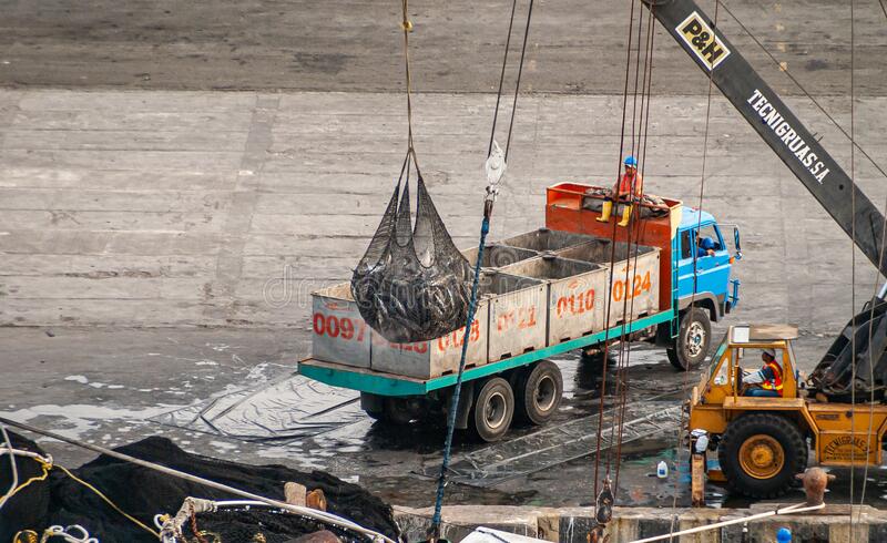 Giá cá ngừ vằn Bangkok và Manta chênh lệch lớn