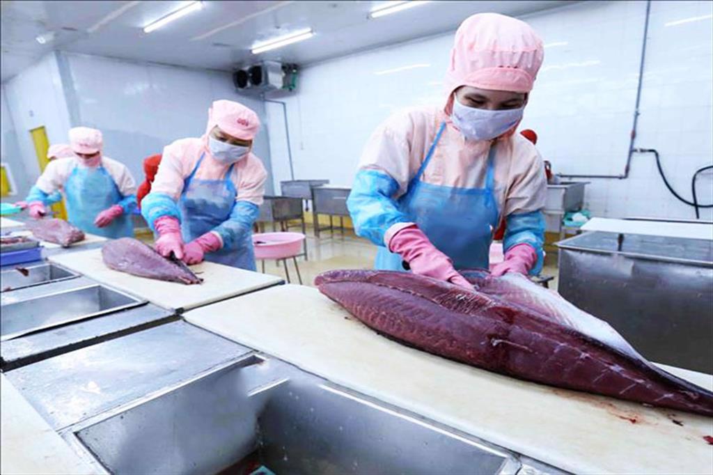 Infographic: Xuất khẩu cá ngừ Việt Nam 9 tháng đầu năm 2022