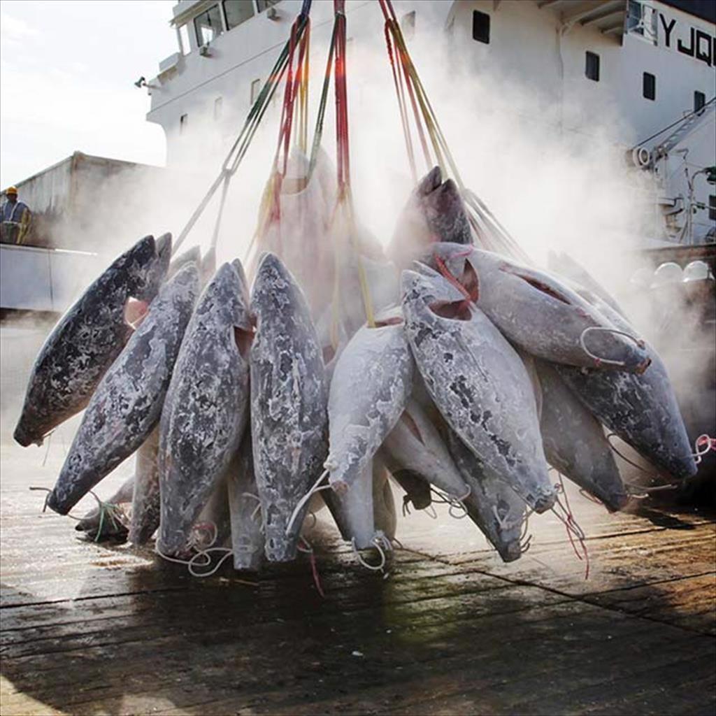 Nhập khẩu cá ngừ của EU năm 2021 giảm do đồng euro suy yếu