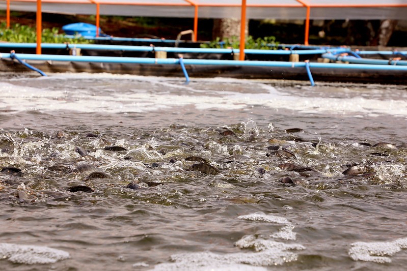 Doanh nghiệp Brazil được đầu tư nhằm thúc đẩy hiệu suất nuôi cá rô phi 