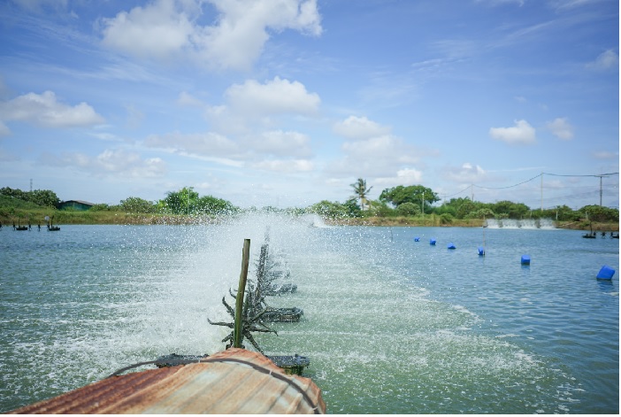 Giá tôm nguyên liệu tại một số nước cung cấp (tuần 37 - 41/2022) 