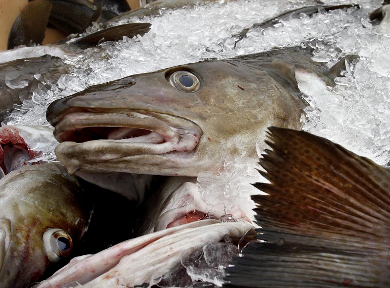 Nguồn cung cá thịt trắng thế giới dự kiến giảm nhẹ trong năm 2023 