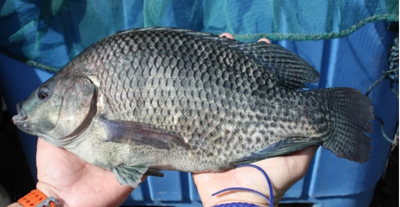 Giá cá rô phi Brazil tăng do nguồn cung hạn chế