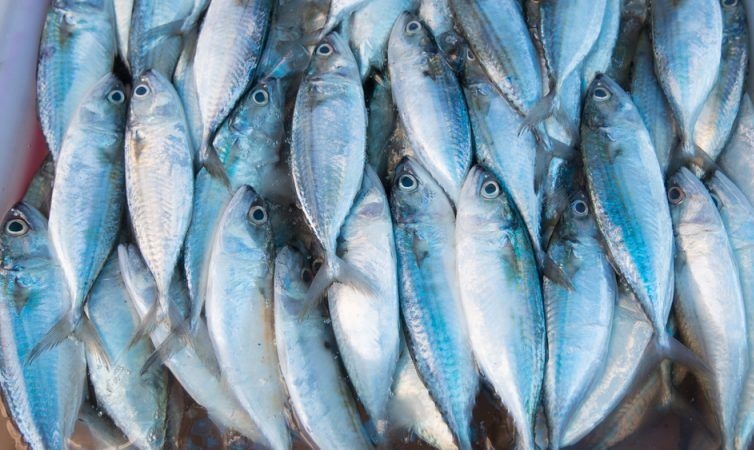 EU: Giá cá cao kỷ lục 