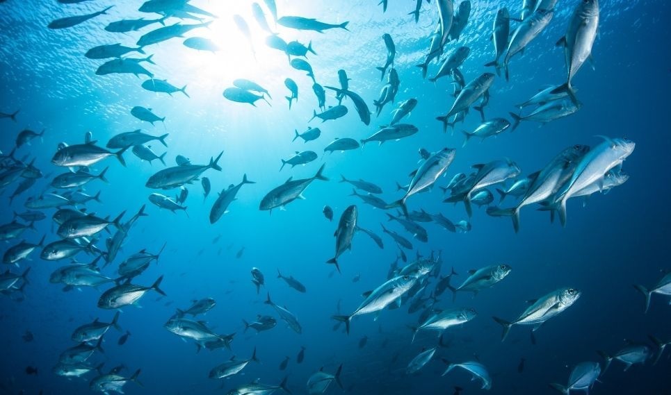 Tây Ban Nha: Nuôi trồng thủy sản phục hồi  