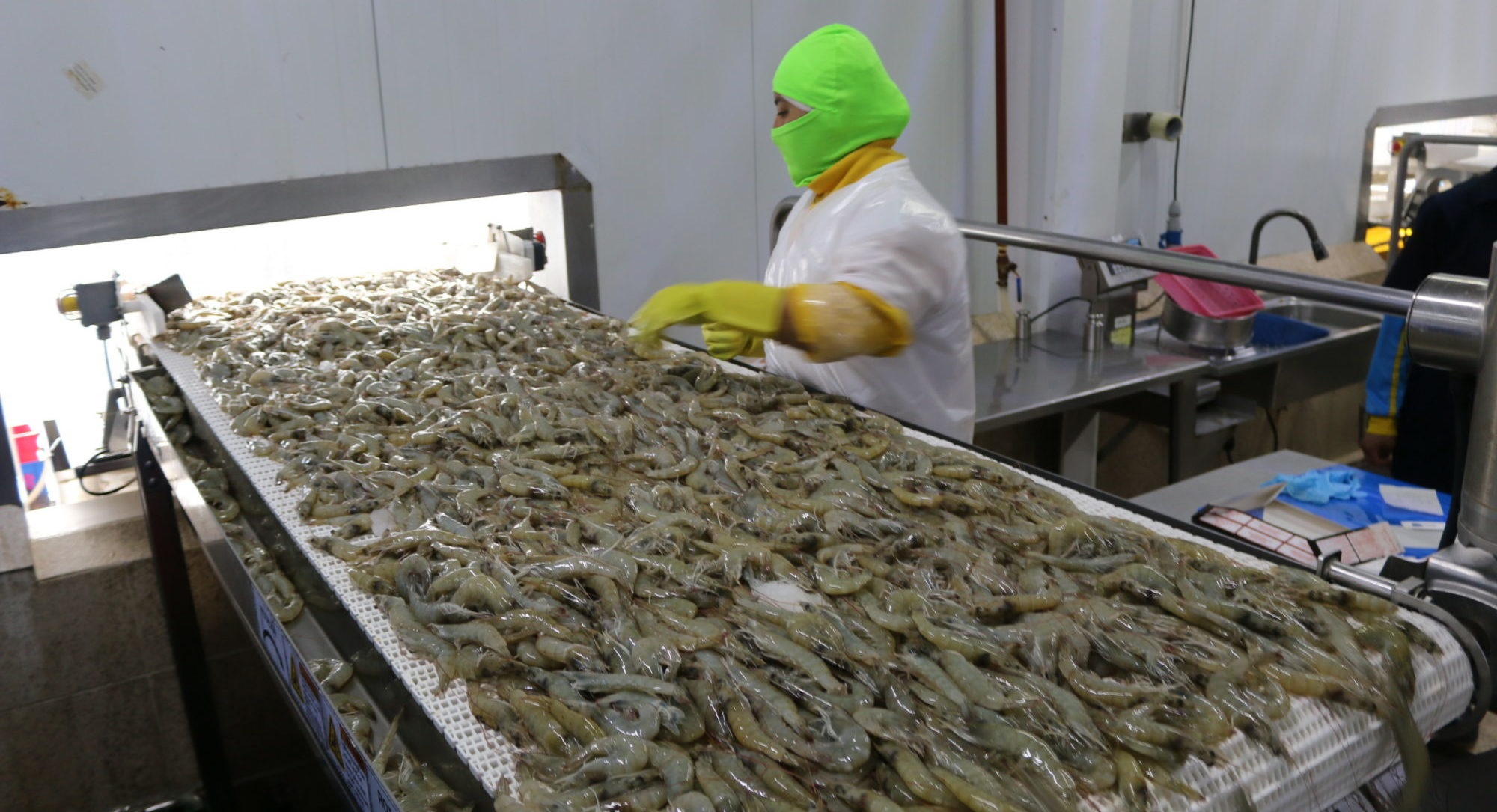 NDT mất giá làm hạn chế xuất khẩu tôm Ecuador sang Trung Quốc