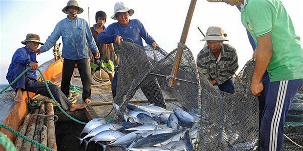 Vietnam tuna exports are on the way to the peak of  USD 1 billion