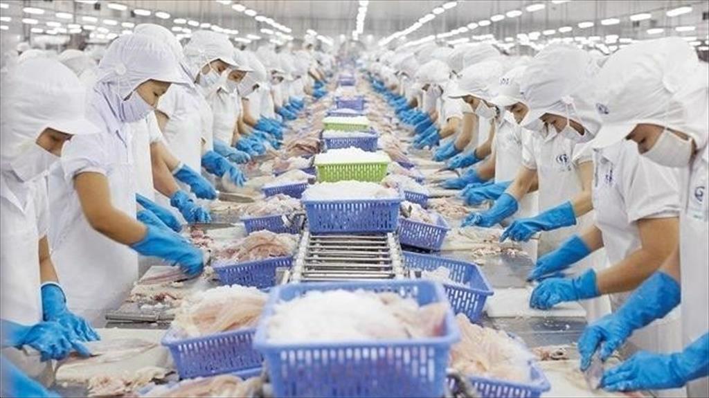 Lợi nhuận quý 3 ngành thủy sản: VHC, ANV, FMC qua đỉnh, MPC giảm so với cùng kỳ