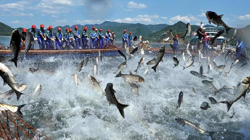 Ngành công nghiệp đánh bắt thuỷ sản đóng vai trò lớn trong cung cấp thực phẩm cho thế giới 