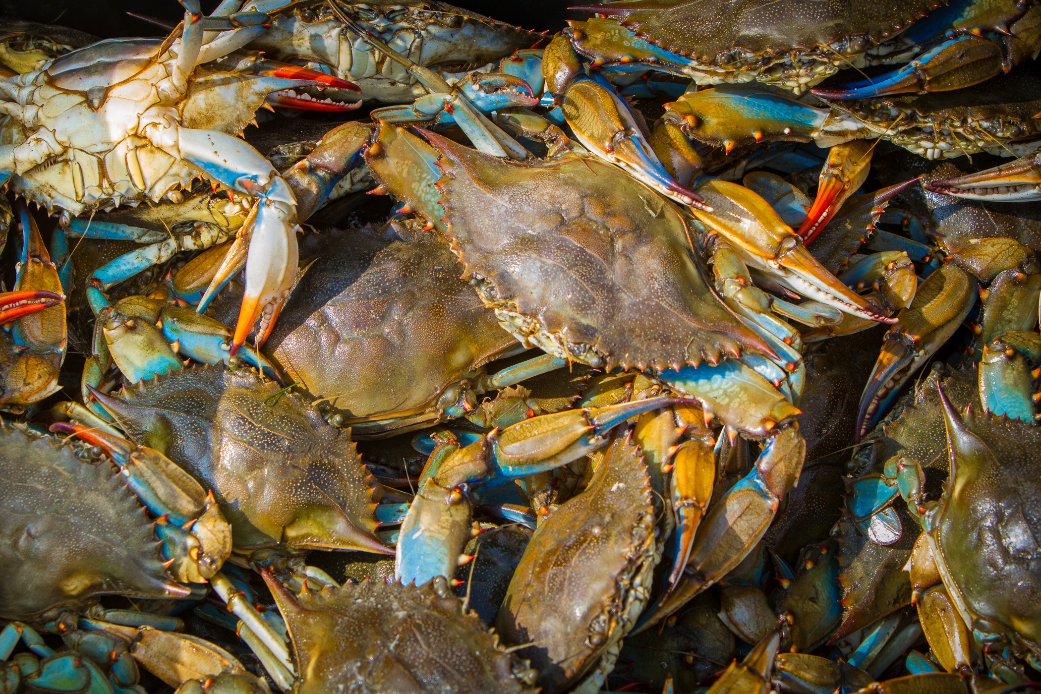 Thị trường cua xanh Mỹ có dấu hiệu phục hồi 