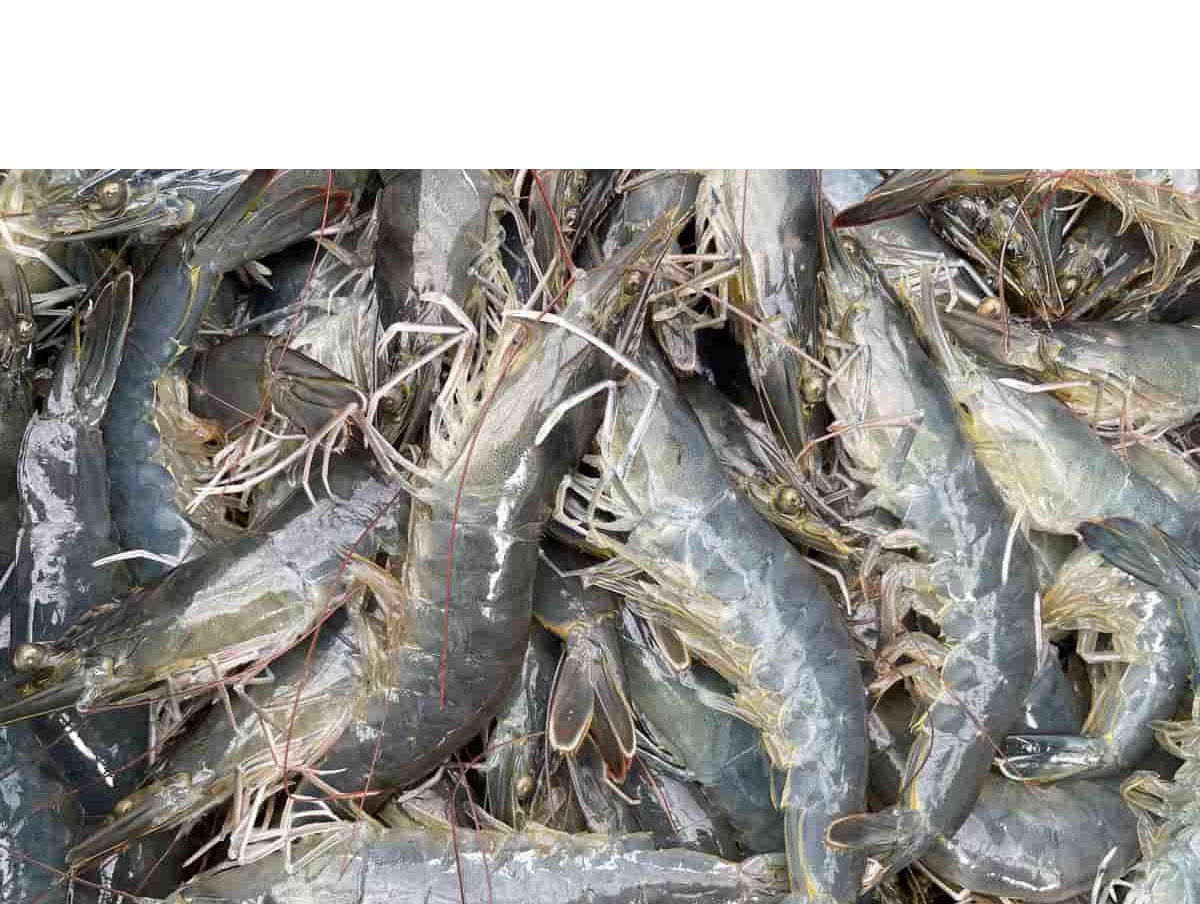 Giá tôm Ấn Độ tiếp tục lao dốc bất chấp sự can thiệp của Chính phủ