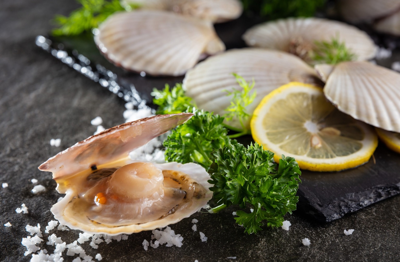 Sản lượng sò điệp ở Mỹ giảm 32%, thị trường không ổn định