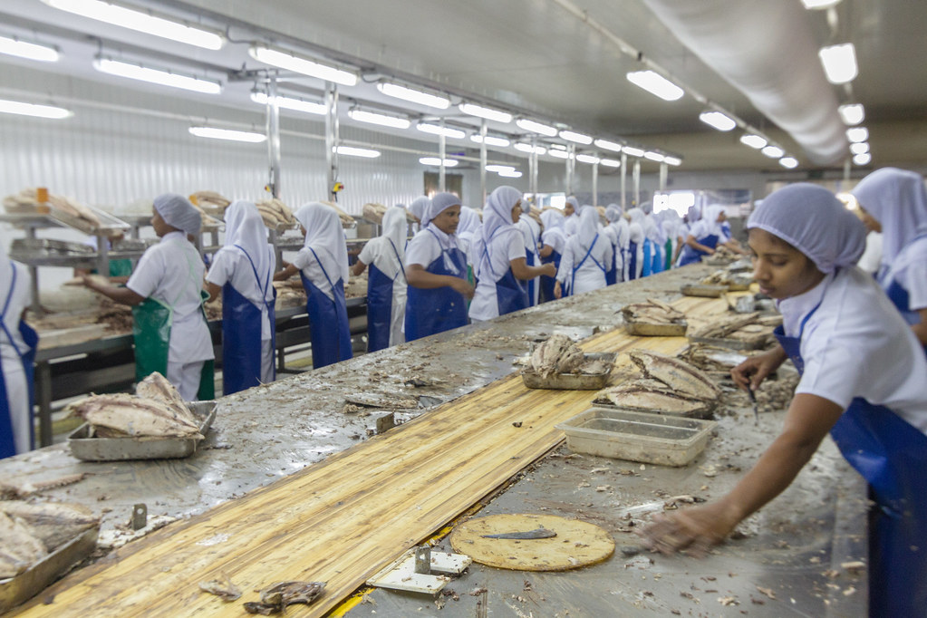 Maldives đề nghị EU miễn thuế NK đối với cá ngừ nhập khẩu từ Maldives