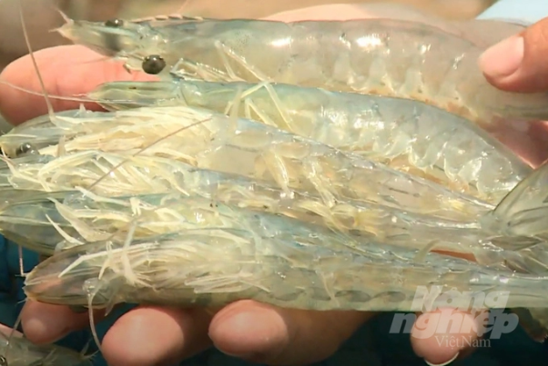 Tôm Việt Nam tăng mạnh thị phần ở Hà Lan