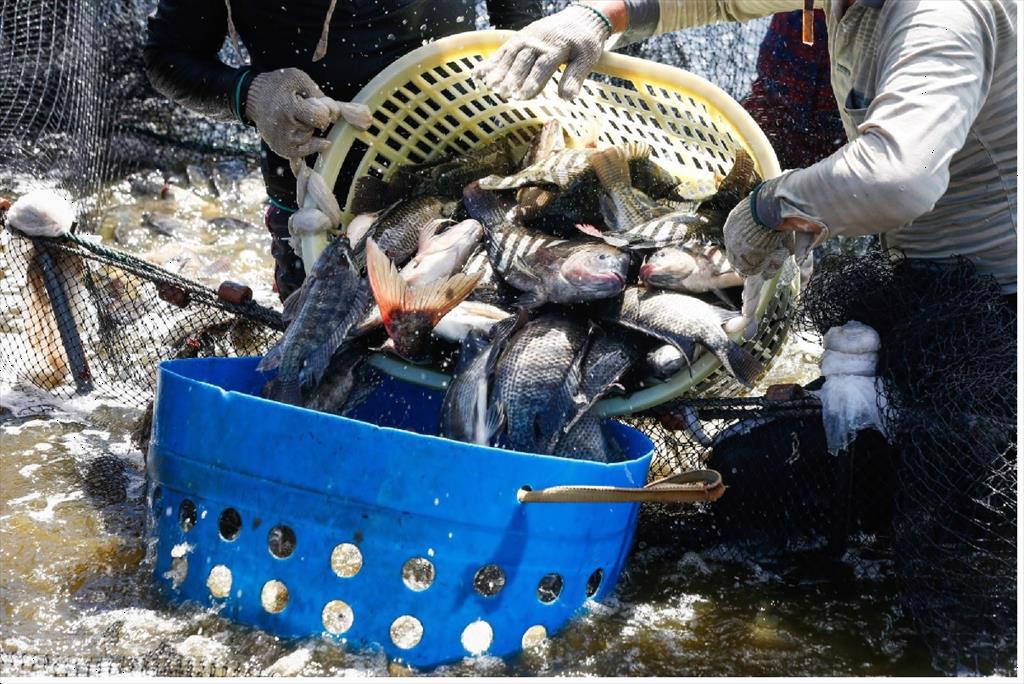 Xuất khẩu cá rô phi Brazil trong quý 3 giảm mạnh 