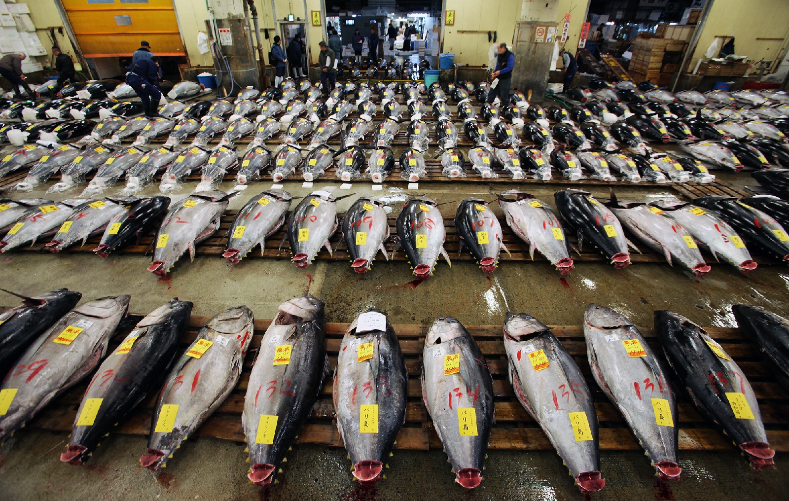 Tuna exports to Japan continue positive growth in the third quarter of 2022