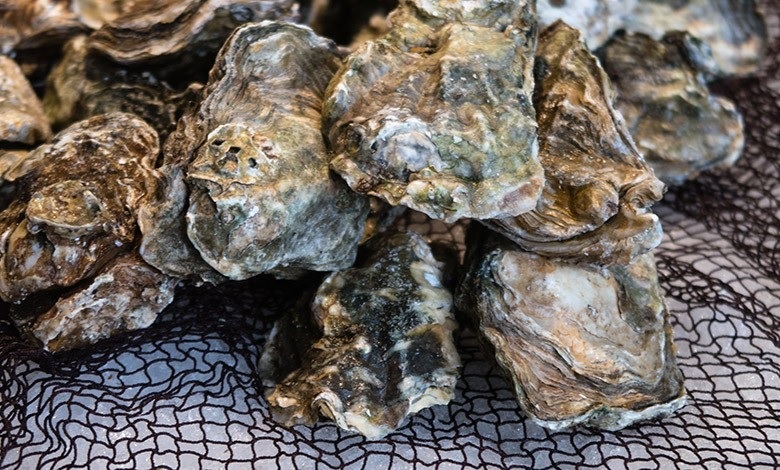 Xu hướng thị trường hàu EU 