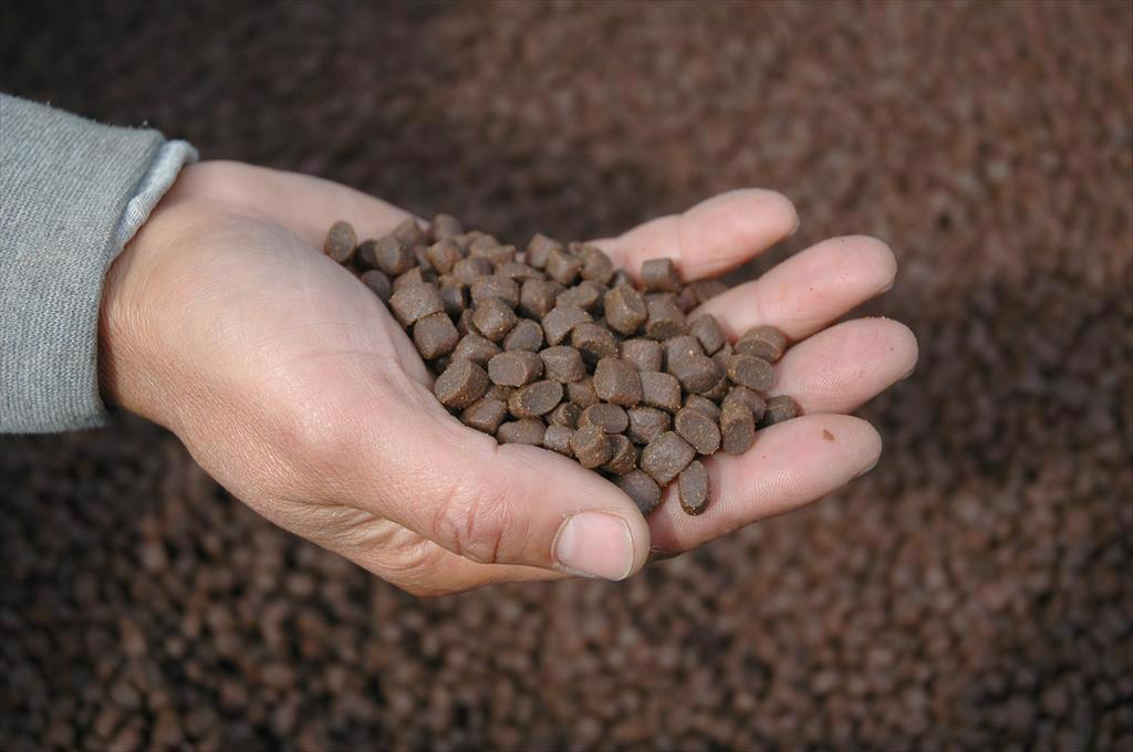 Ngành nuôi trồng thuỷ sản Châu Âu quan tâm chất chống oxy hóa tự nhiên trong thức ăn