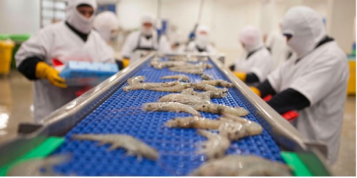 Xuất khẩu tôm Ecuador sang Trung Quốc trong tháng 9 tăng kỷ lục  