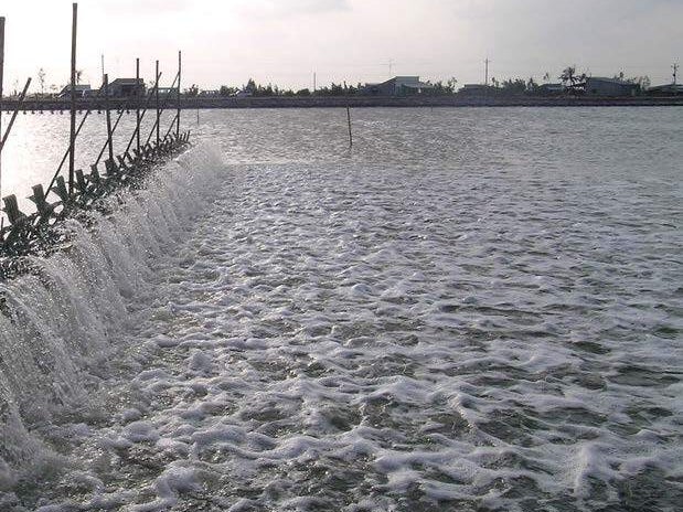 Nuôi tôm Ấn Độ gặp khó do chi phí tăng cao 